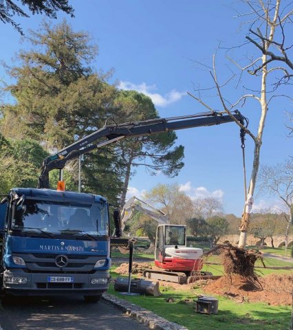 Transplantation d'un Platane